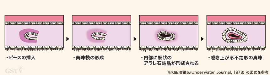 無核真珠の養殖過程