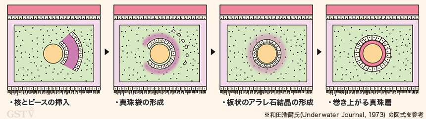 有核真珠の養殖過程