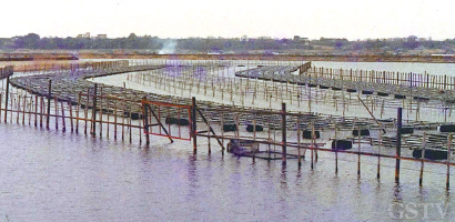 霞ヶ浦湖に流入する小野川に設置した真珠養殖場の35年前の様子