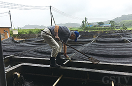 イケチョウ稚貝を池で2年間養成する