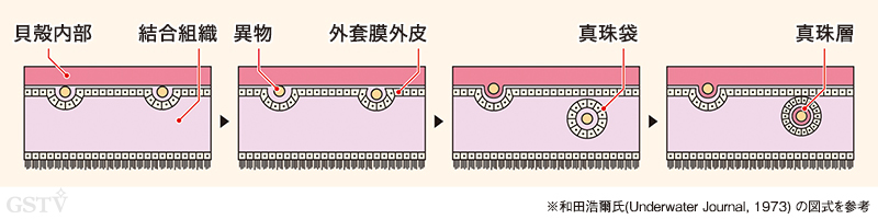 真珠の形成過程