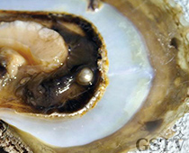 西オーストラリアから採れるシロチョウガイの外套膜に入っている天然真珠