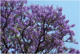 ジャカランタの花 ジャカランタの花