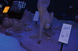 再現された昔の真珠の採取の様子 再現された昔の真珠の採取の様子