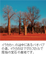 イラカカへの途中にあるバオバブの森 イラカカへの途中にあるバオバブの森